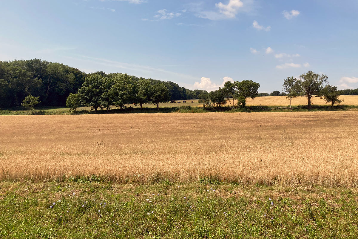 Looking over the barley to the wheat and the grazing herd on the other side of a recently laid hedge.